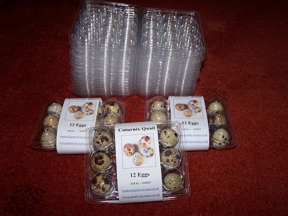 quail egg boxes